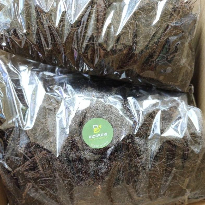SURYA Pakis Cacah Media Tanam Bunga Anggrek/Aglonema 400gr