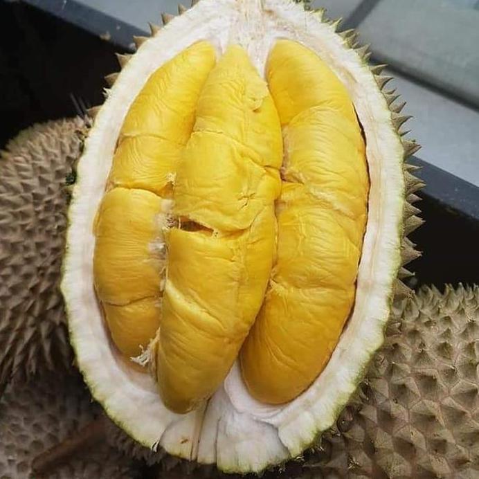 Bibit Durian Musangking Kaki 3 Hasil Okulasi Pasti Ori