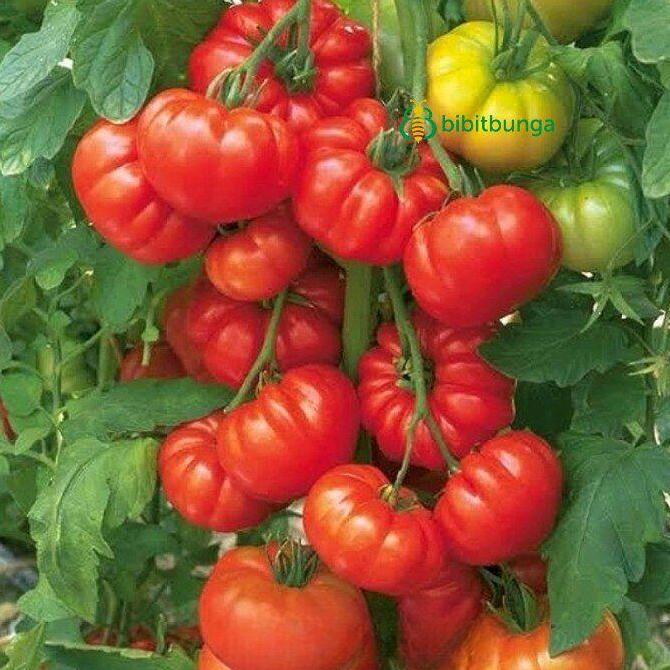 100 BUTIR BENIH TOMAT BEEF STEAK IMPORT