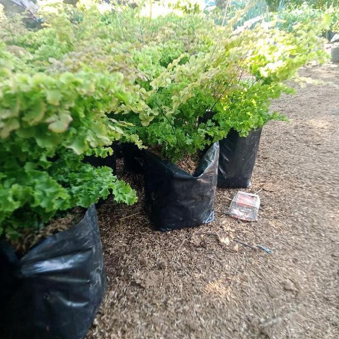 tanaman pohon  hias suplir, hiasan taman