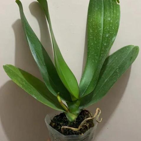 pohon anggrek bulan.