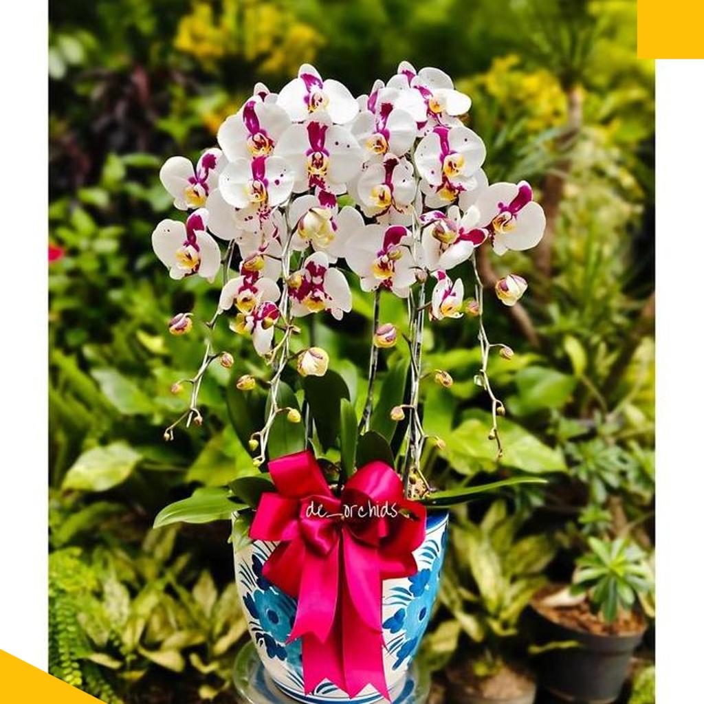 Anggrek Bulan Dalmation Rangkaian 5 Pohon Pot Keramik
