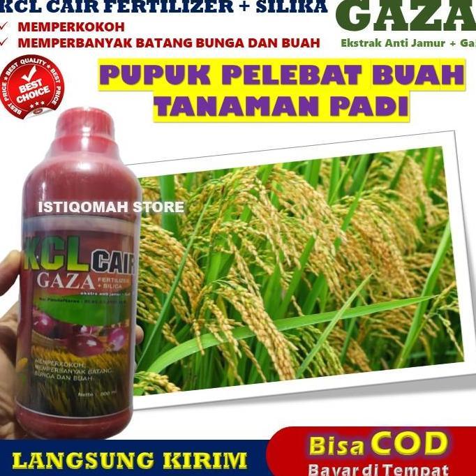 PUPUK PADI SAWAH TERBAIK KCL GAZA 500ML Pupuk Padi Pelebat Buah - Pupuk Padi Cair Pengganti Urea - O