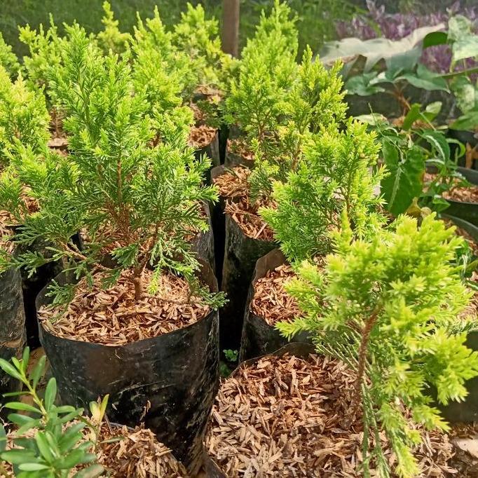 cemara golden sinensis bahan bonsai