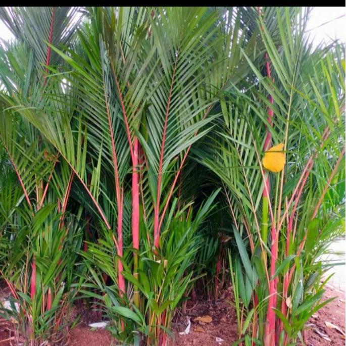 Tanaman hias Palem Merah // pohon palem merah 2 meter rimbun