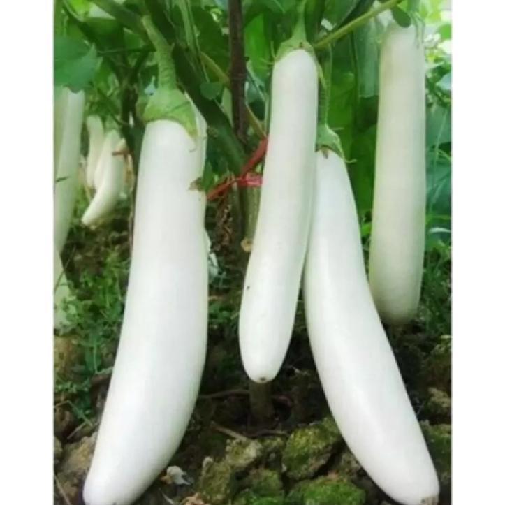 Promo Cod Bisa Bayar Di Tempat - Terong Putih 30 Biji / Bibit / Benih Terong Putih -Cod- ( Terong Pu