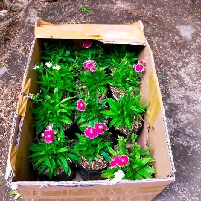 Tanaman Bunga Anyelir Dianthus / Pohon Anyelir Cina