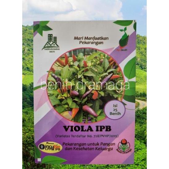 Benih Cabai Hias VIOLA IPB
