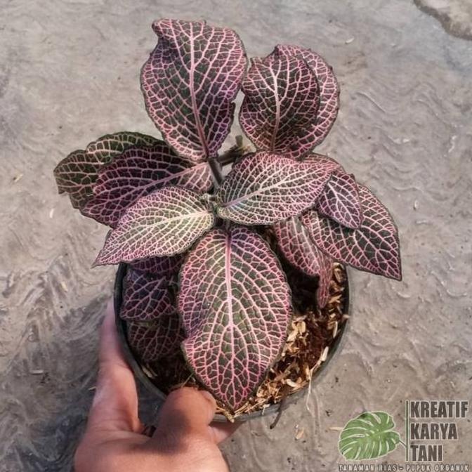 Tanaman hias fittonia - Macam macam jenis tanaman hias fitonia