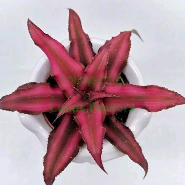 tanaman hias cryptanthus merah - kriptantus