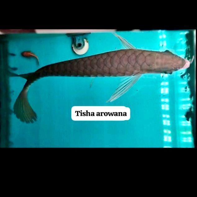 arwana golden bluebase ITL golden bluebase arwana  ITL