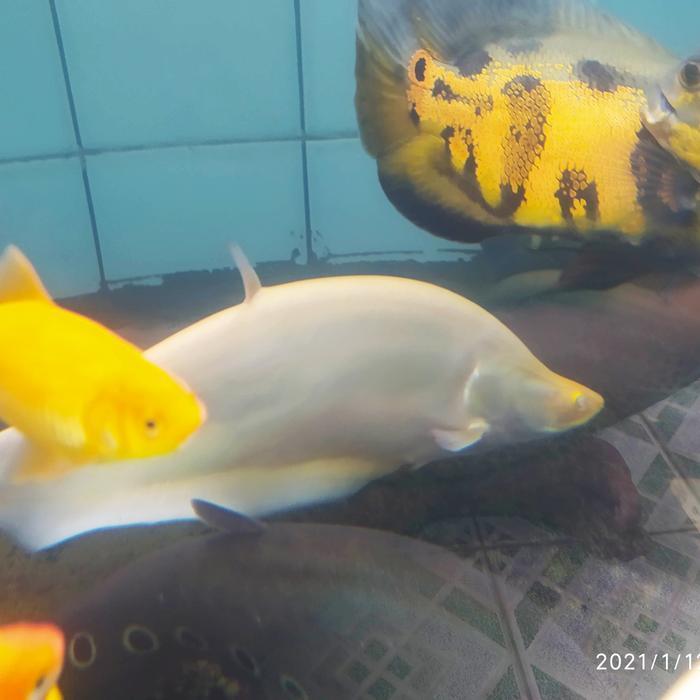 Belida albino jumbo size 43cm