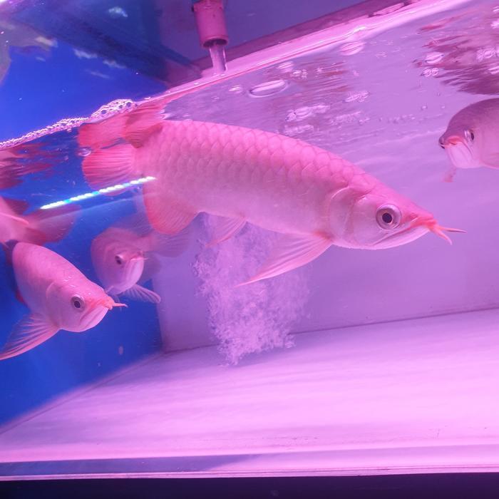 ikan arwana super red 20cm /arowana sr