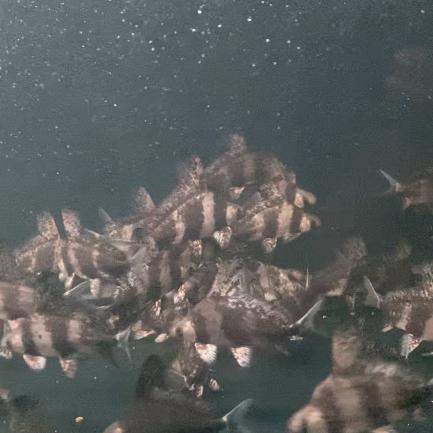 Ikan CHF Chinese High Fin Tankmate Algaeater
