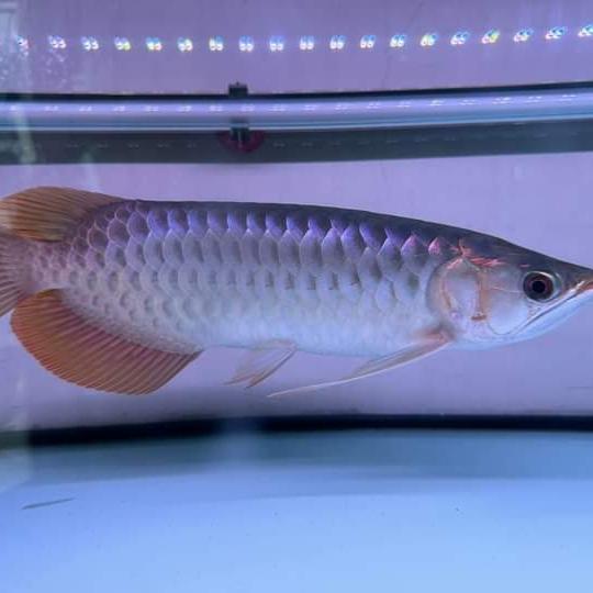 ARWANA SUPER RED 18CM-20CM