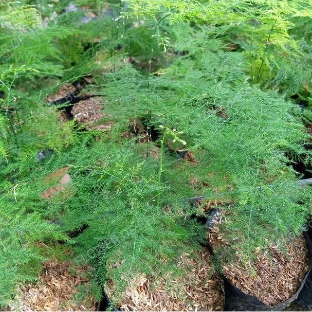 Bambu mini. tanaman hias. tanaman hias bambu mini