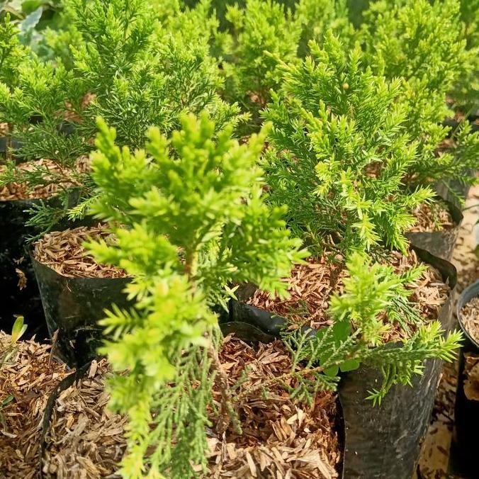 cemara golden sinensis bahan bonsai