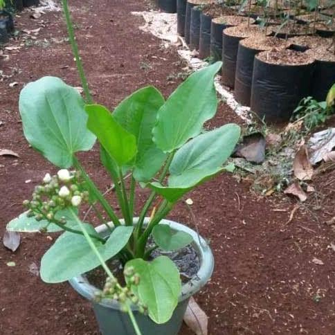 Melati Air - Tanaman Hias Bunga Melati Air - Bunga Melati - Tanaman Air - Bunga Melati Air