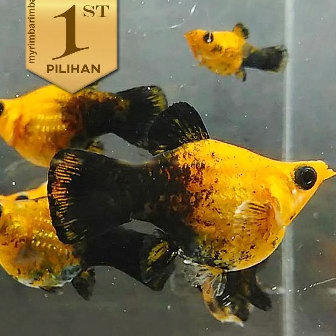 Langka Molly Golden Black Balon Ikan Hias Aquascape Hiasan Aquarium
