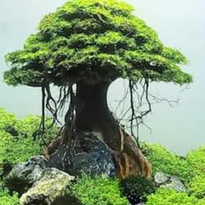 hiasan aquarium pohon bonsai umbrella aquascape include moss