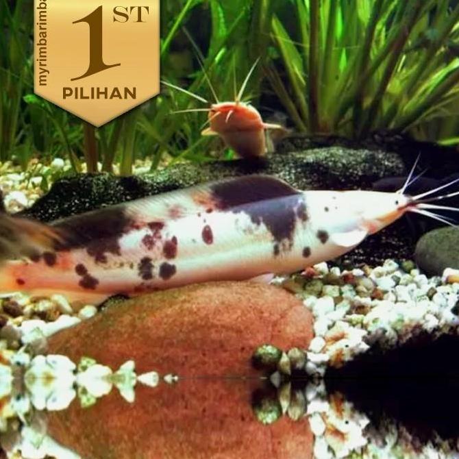 Paket Trio (isi 3) Lele Sapi Belang Size L Clarias Catfish Ikan Hias Aquarium Aquascape