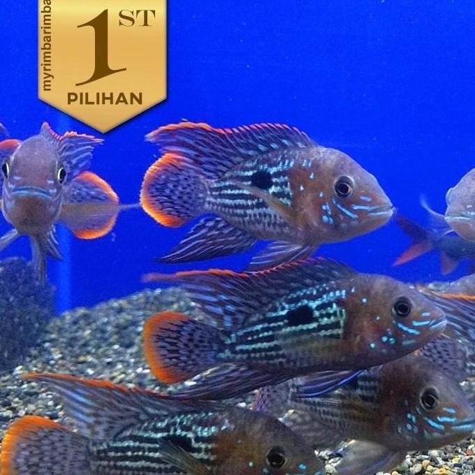Paket Baby (isi 5) Green Terror Golsom Ikan Hias Predator Hiasan Aquarium Aquascape