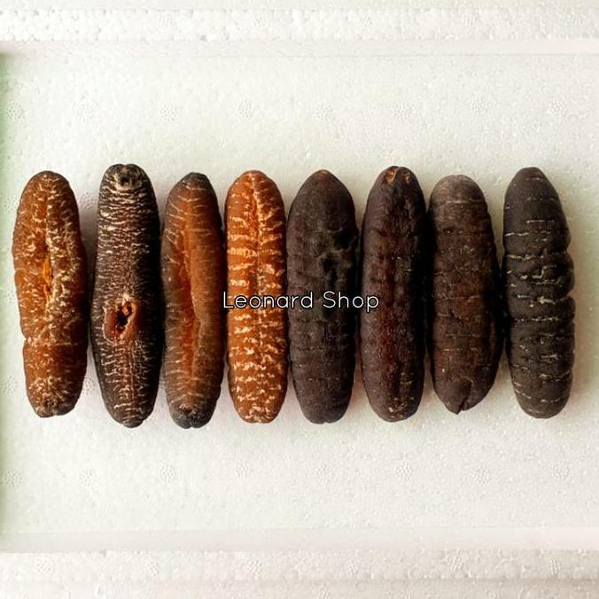 Dryfood- Haisom Besar Super 100Gram Bangka Belitung Kering Teripang Gosok Gamat