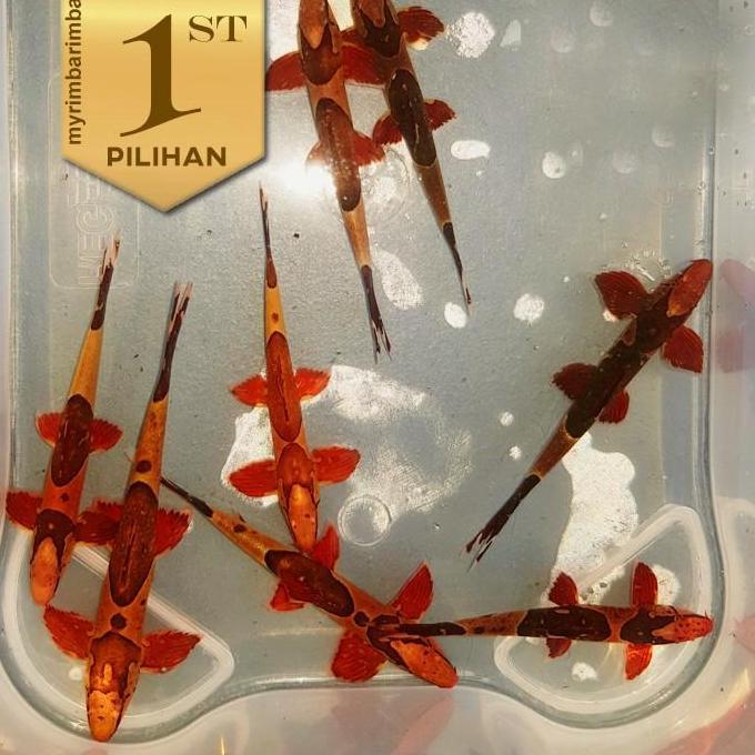 Homaloptera (L) Ikan Hias Aquascape Pemakan Lumut Alga Hiasan Aquarium