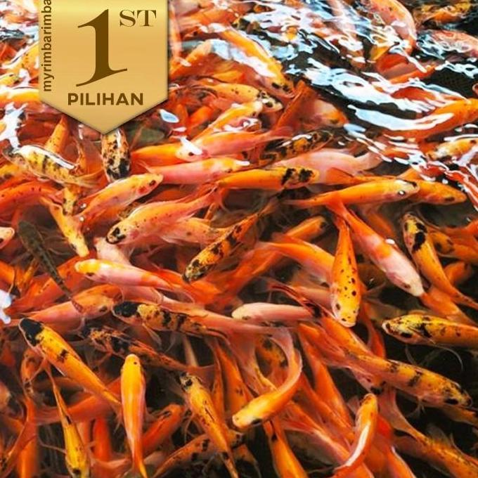 Paket Ternak (isi 10) Nila Merah Bangkok Ikan Hias Kolam Aquaponik Hiasan Aquascape