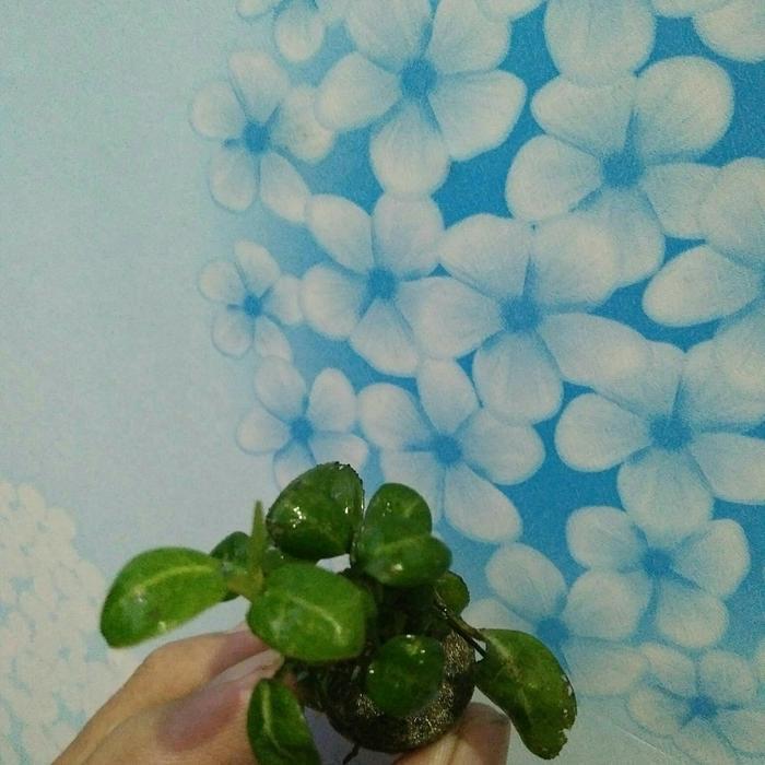 Anubias stardus MP