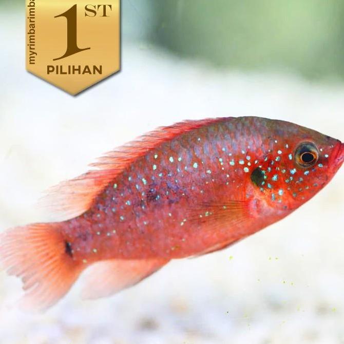 Red Jewel Cichlid Jumbo InduIkan Hias Aquascape Hiasan Aquarium