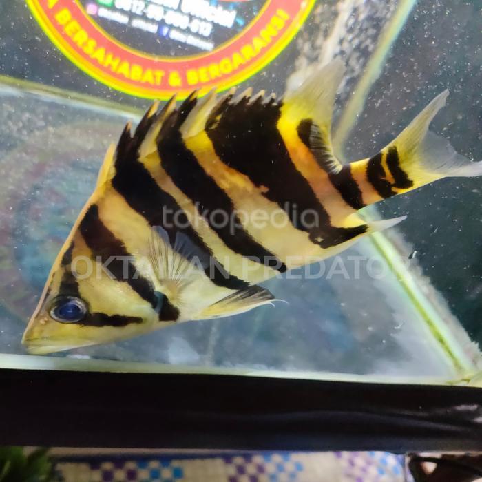 datz Sumatra 4 bar 14-15cm