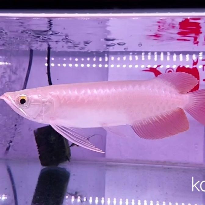 IKAN HIAS ARWANA SUPER RED KALIMANTAN AROWANA AIR TAWAR