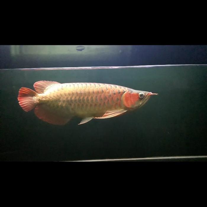Arwana SR 50 cm