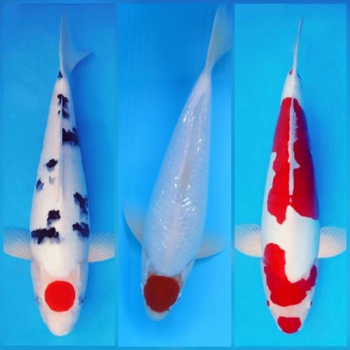 Pesanan Paket Koi Lokal Tancho Kohaku & Sanke + Doitsu Kohaku