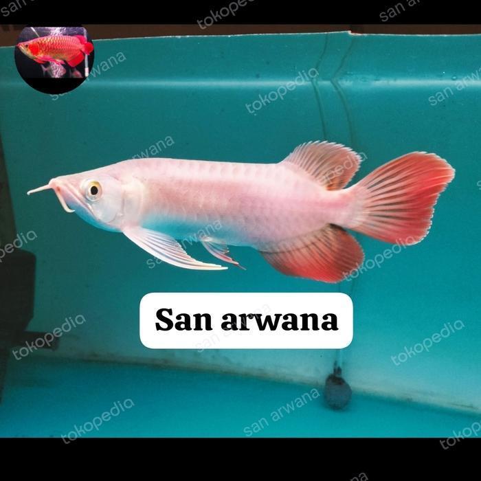 ikan arwana super red king Chili red sr Chili king arowana sr exotic