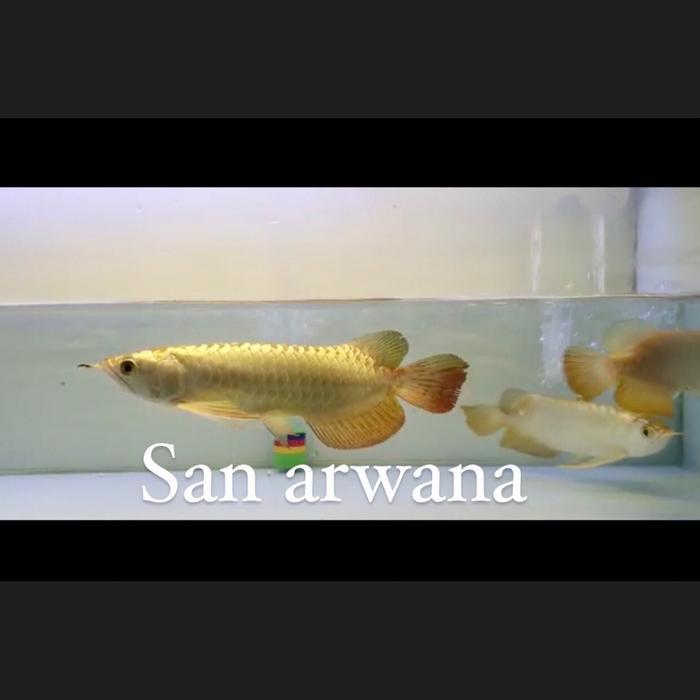 Golden crossback arwana 24k gold head