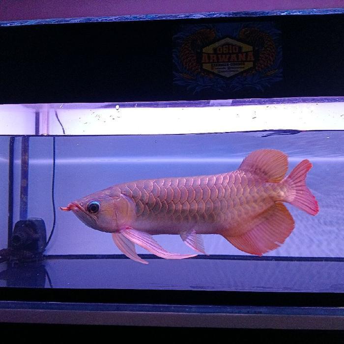 Arwana Super Red spesial anatomi + ITL