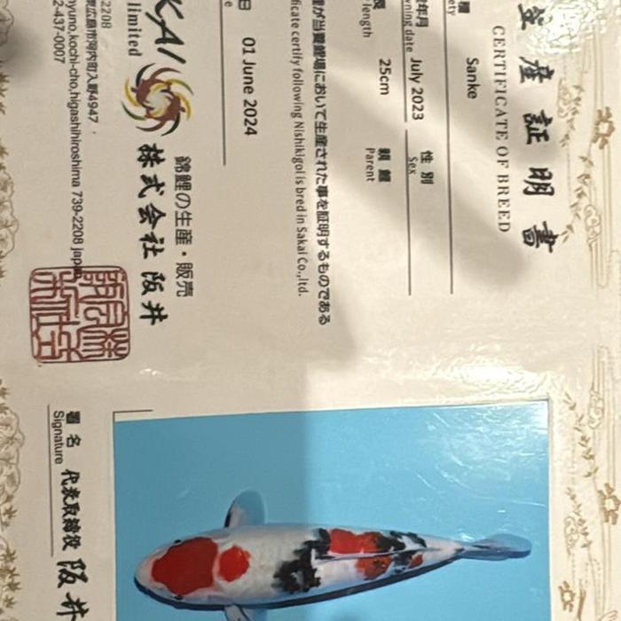 ikan koi import sanke sakai