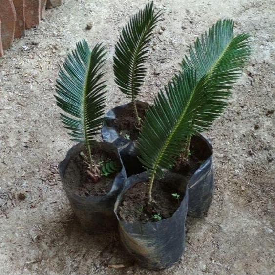 Bibit Tanaman Sikas Mawar Jambe Mini TERJAMI