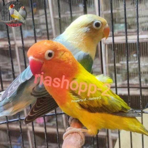 NEW BURUNG LOVEBIRD SEPASANG DEWASA EWING GOLD VS PB MEWAH ISTIMEWA ORI