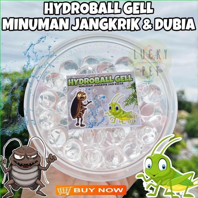 MINUMAN SERANGGA KECOA DUBIA JANGKRIK PAKAN GECKO MADAGASKAR TURKISH