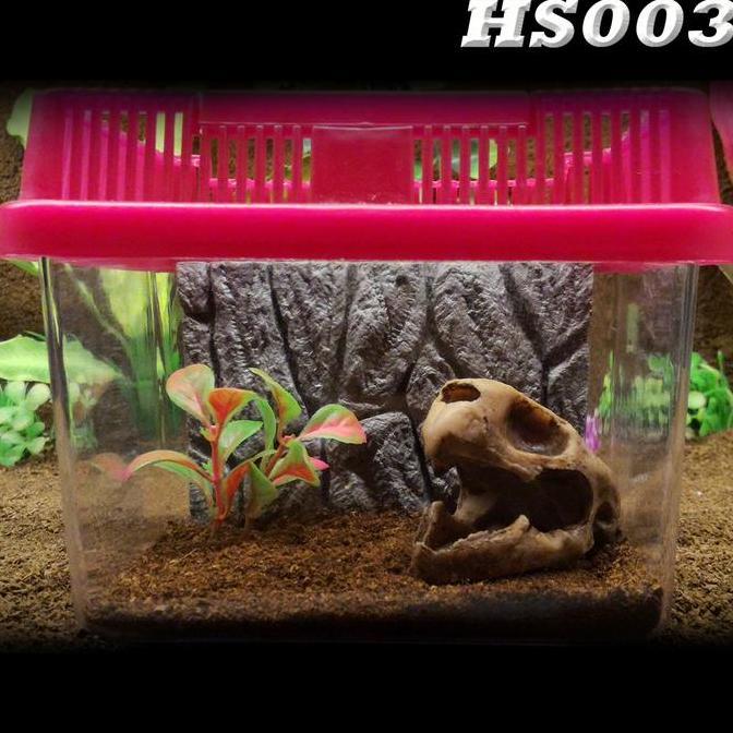 HS003 HIDINGCAVE SKULL TENGKORAK KEPALA TORTOISE KERANGKA FOSIL TEMPAT SEMBUNYI TARANTULA P METALLIC