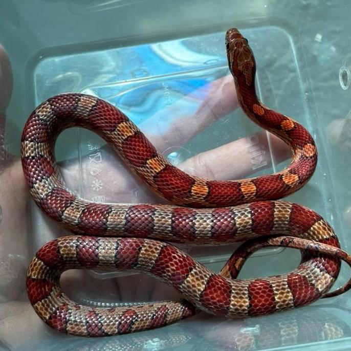 Corn snake Het Amelanistic size juve merah cakep jinak