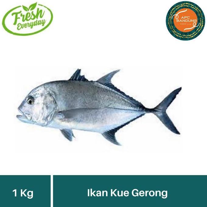 Cibo- Ikan Kuwe Gerong Kue Gt Fish Segar 1Kg & 500Gr Seafood Grab Gosend