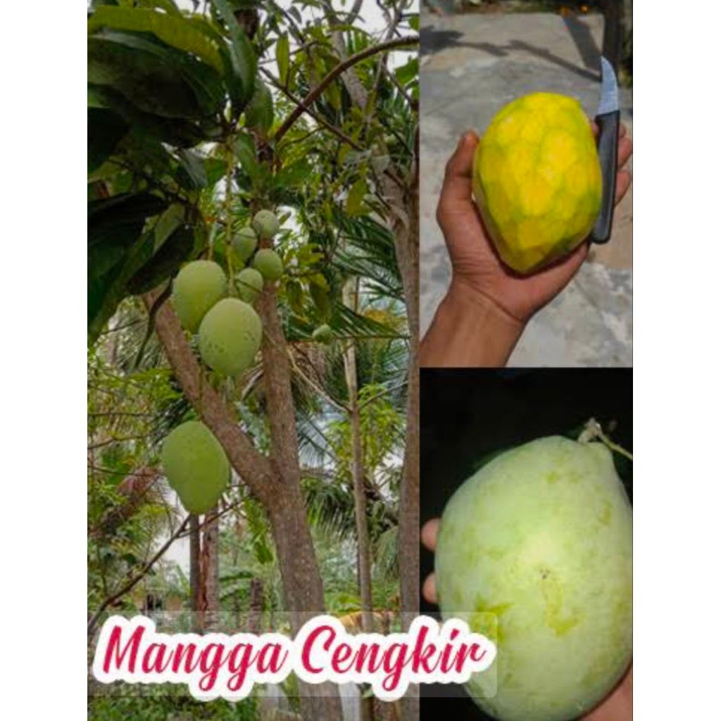 Entres Mangga kiojay | mahatir | Indramayu | cengkir | Mangga alpukat harga 1pcs (15 paket)