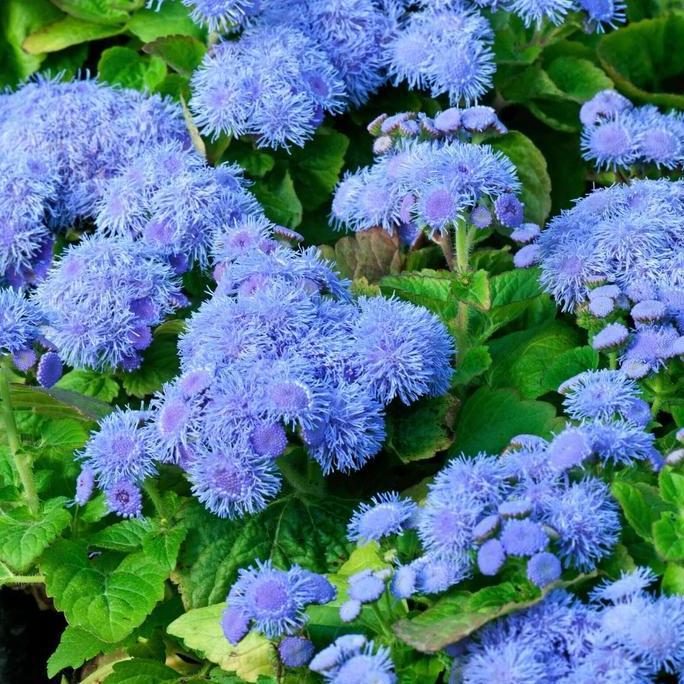 ready Benih Bibit Biji - Bunga Ageratum Blue Mink Floss Flower (Ageratum houstonianum) Seeds - IMPOR
