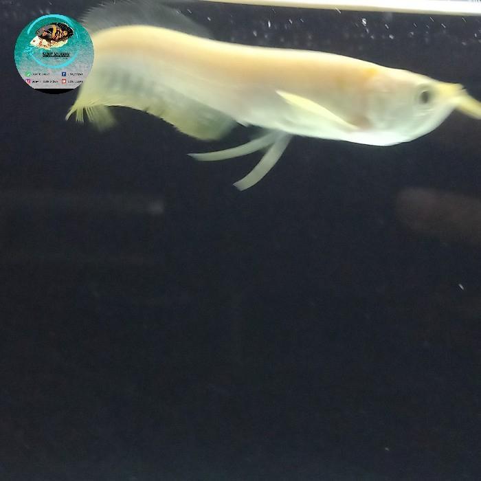 arwana silver albino