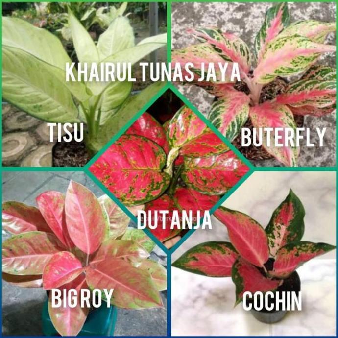 paket 5 jenis bunga aglonema sesuai jenis gambar murah