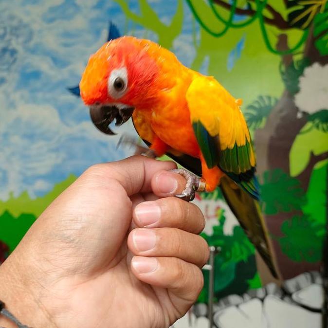Ready BURUNG SUN CONURE HIGH YELLOW JINAK